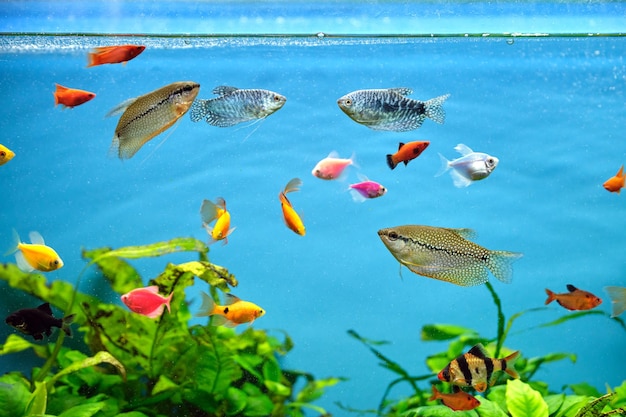 Poissons exotiques colorés nageant dans un aquarium d'un bleu profond avec des plantes tropicales vertes