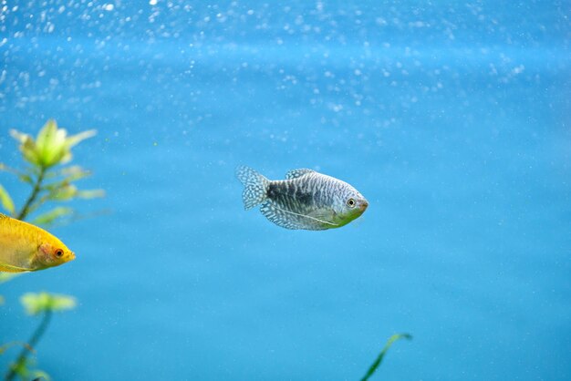 Poissons exotiques colorés nageant dans un aquarium d'eau bleu profond avec des plantes tropicales vertes.