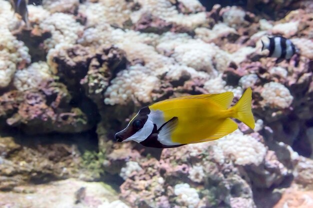 Poissons exotiques nageant dans un gros plan d'aquarium