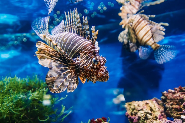 Poissons exotiques Ropical Lionfish rouge Pterois volitans nage dans un aquarium