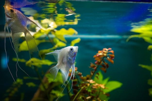 Des poissons exotiques scalaires marbrés nagent dans leur aquarium