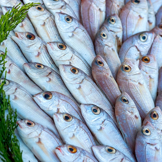 Photo poissons fraîchement pêchés sur le comptoir du marché aux poissons