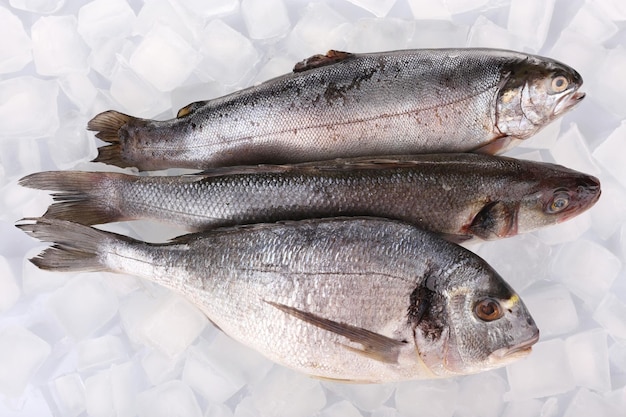 Poissons frais sur fond de glace