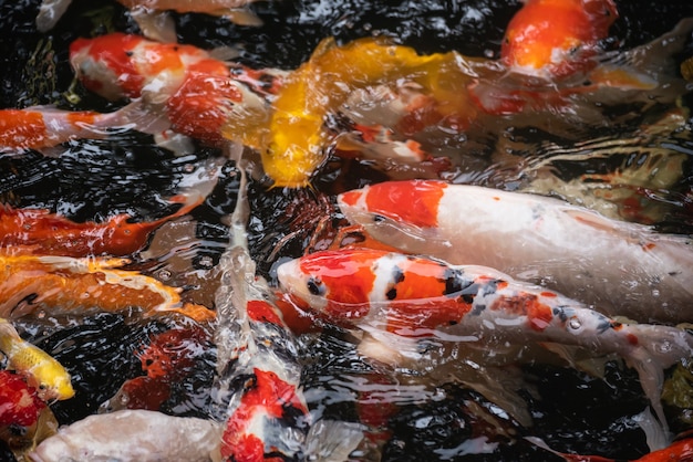 Poissons koi colorés dans l'étang à poissons, écrevisses