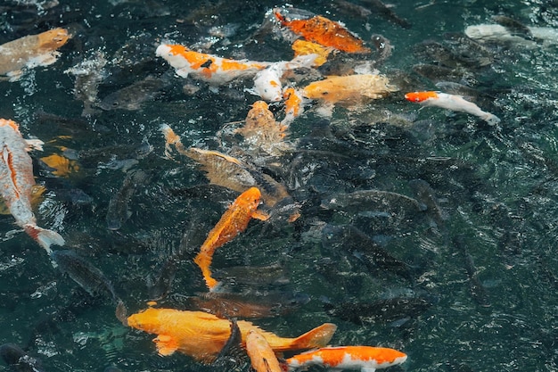 poissons koi dans l'étang balinais