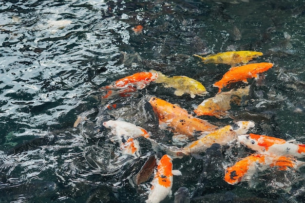 poissons koi dans l'étang balinais