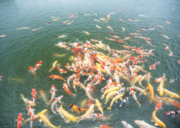 Poissons Koi dans l'étang