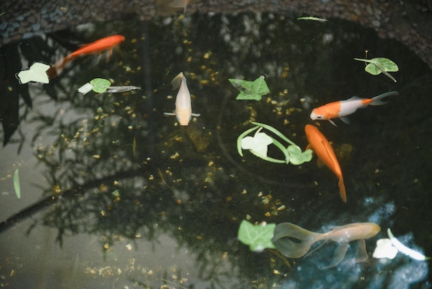 Poissons koi dans le jardin