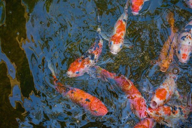 Les poissons Koi nagent dans des étangs artificiels avec un beau fond dans l'étang clair Des poissons décoratifs colorés flottent dans un étang artificiel vue d'en haut