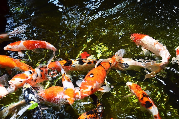 Les poissons Koi nagent sur l&#39;étang