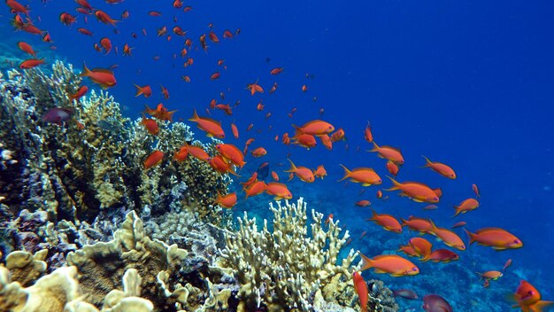 Des poissons magnifiques, variés et intéressants vivant sur les magnifiques récifs de la mer Rouge.