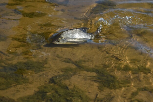 Poissons malades dans l'eau près de la côte.