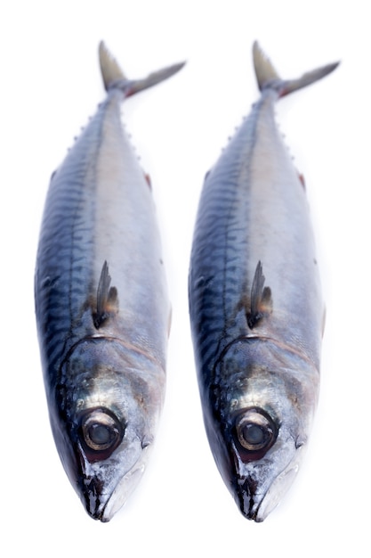 Poissons de maquereau frais isolés sur blanc.