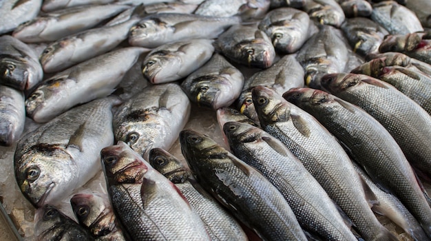 Des poissons sur un marché