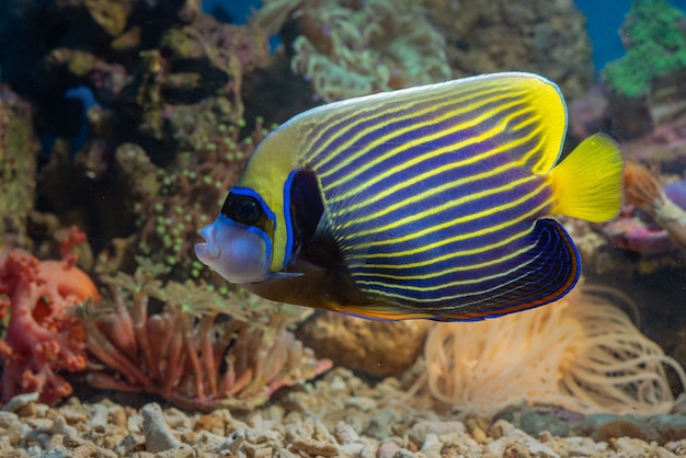 Poissons marins aux belles couleurs