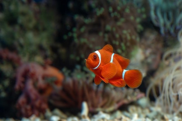 Photo poissons marins aux belles couleurs