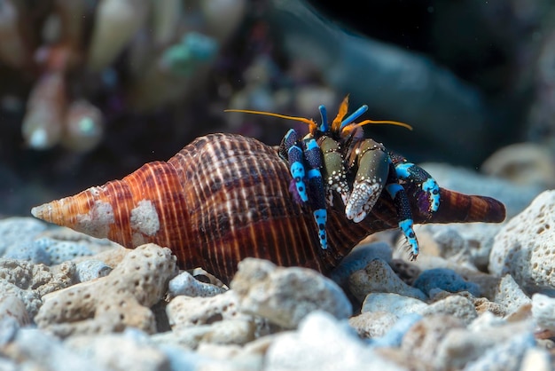 Poissons marins avec de beaux coraux