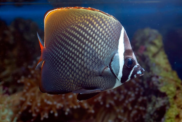 Poissons marins avec de beaux coraux