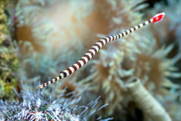 Poissons marins avec de beaux coraux