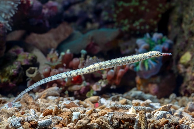 Poissons marins avec de beaux coraux