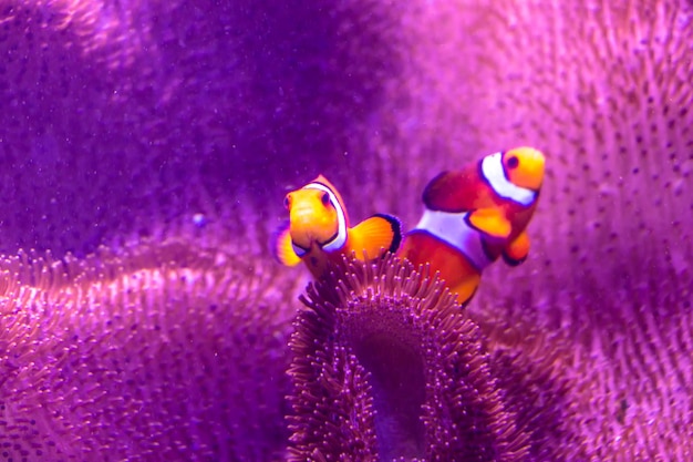 Photo des poissons marins tropicaux extrêmement brillants et colorés dans l'aquarium