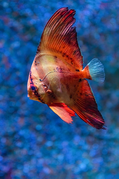 Poissons de mer colorés dans l'aquarium