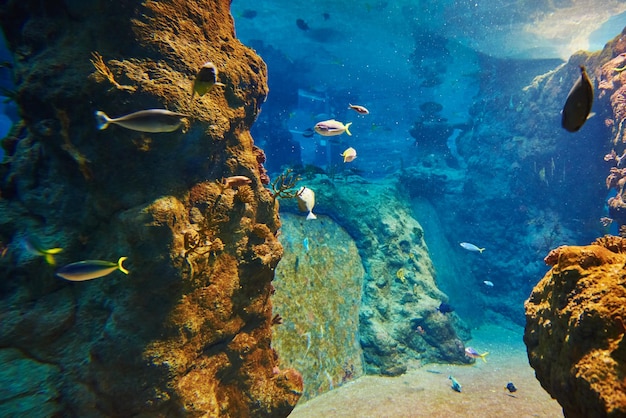 Poissons de mer dans la vie marine profonde de l'aquarium