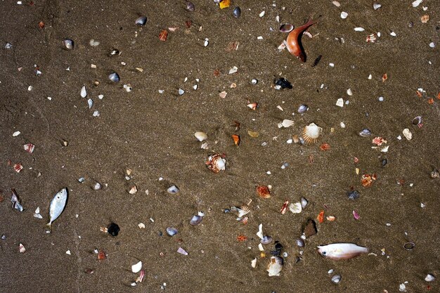 Poissons morts au bord de la mer sur du sable sale