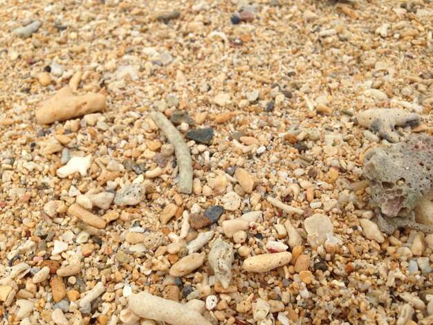 Photo des poissons morts sur des cailloux.