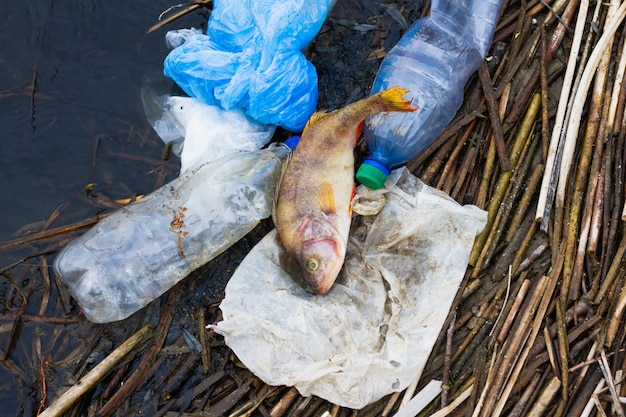 Poissons morts avec des déchets plastiques sur l'océan. Concept pour la protection de la vie marine et des océans.