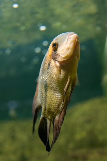 Poissons multicolores dans l'aquarium de l'Aquarium de Kazan. Lieux touristiques de Kazan. Le gros plan.