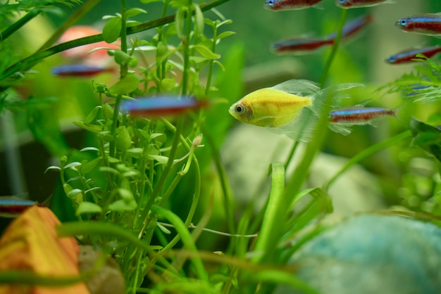 Photo poissons multicolores dans un aquarium