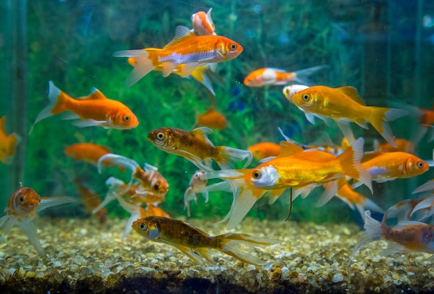 Photo poissons nageant dans un aquarium