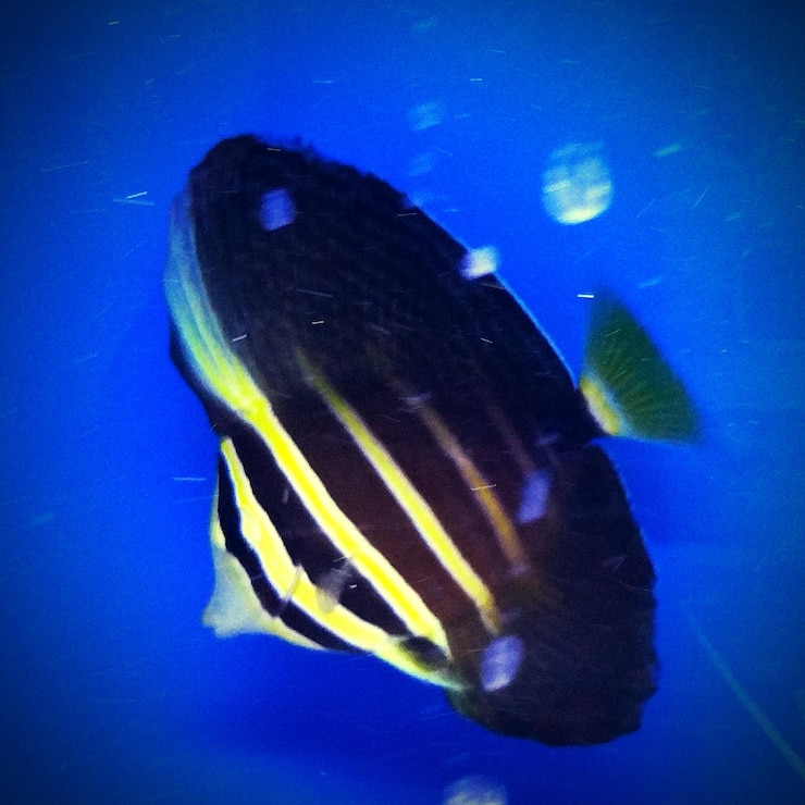 Photo poissons nageant dans un aquarium