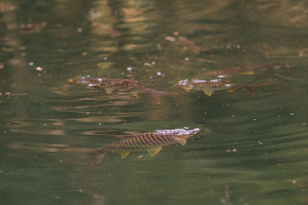 Poissons nageant dans les eaux naturelles