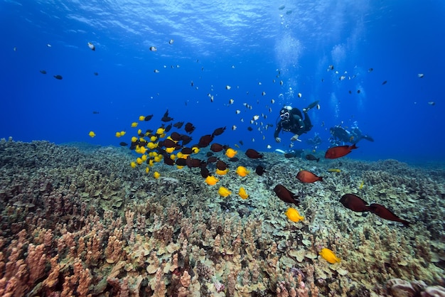 Poissons nageant dans la mer