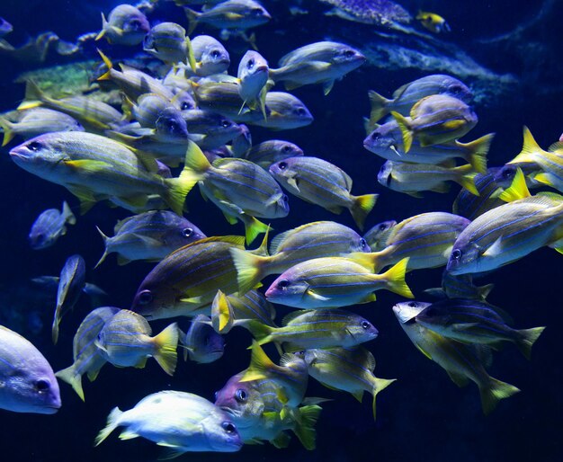 Poissons nageant dans la mer