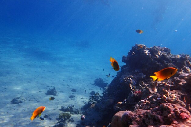 Poissons nageant dans la mer