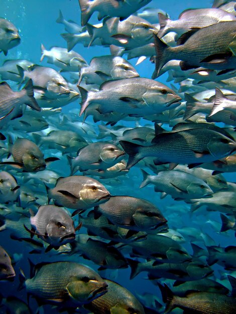 Poissons nageant dans la mer