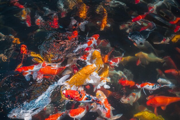 Poissons nageant dans la mer