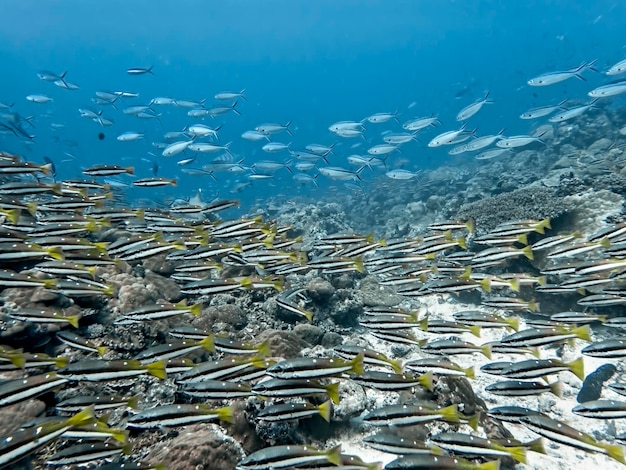 Poissons nageant dans la mer