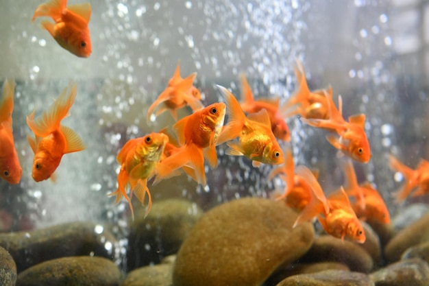 Photo poissons nageant dans la mer