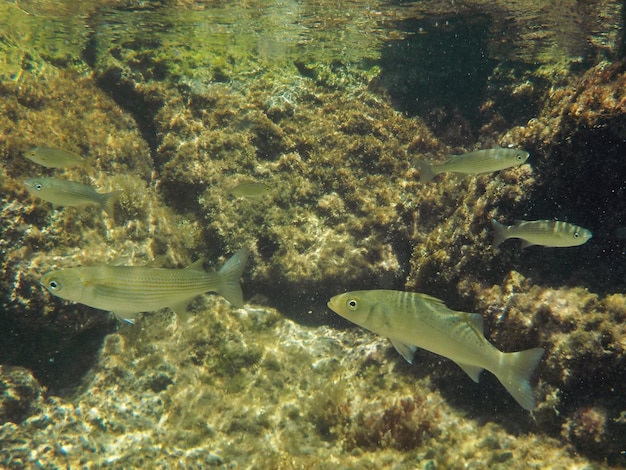 Poissons nageant dans la mer