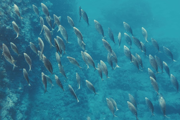 Poissons nageant dans la mer