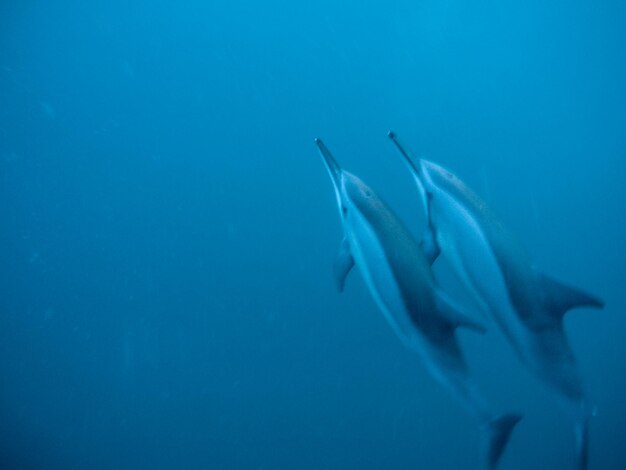 Photo poissons nageant dans la mer