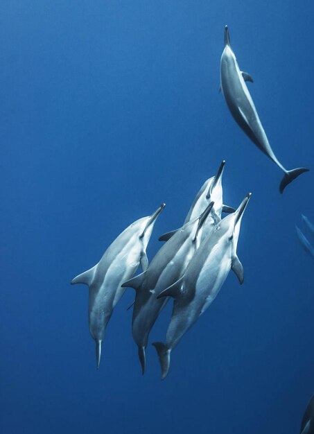 Photo poissons nageant dans la mer