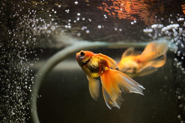 Des poissons nageant dans la mer