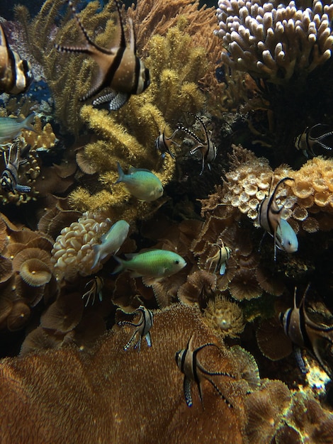 Photo poissons nageant dans la mer