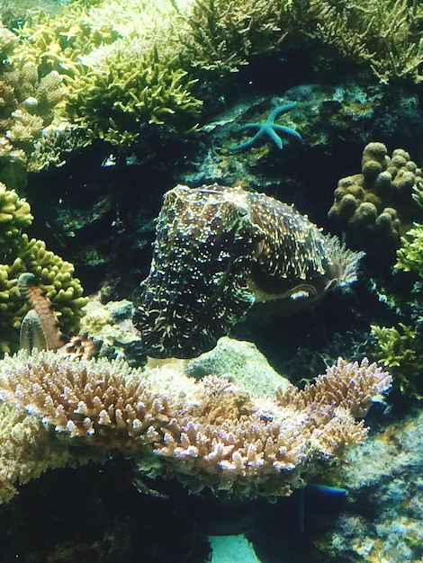 Poissons nageant dans la mer