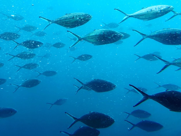 Poissons nageant dans la mer